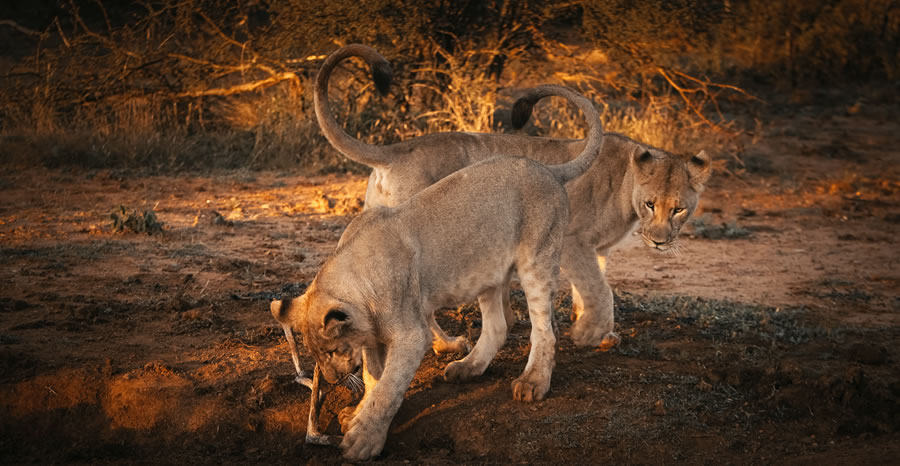 2 jours à Tsavo East et Salt Lick_2