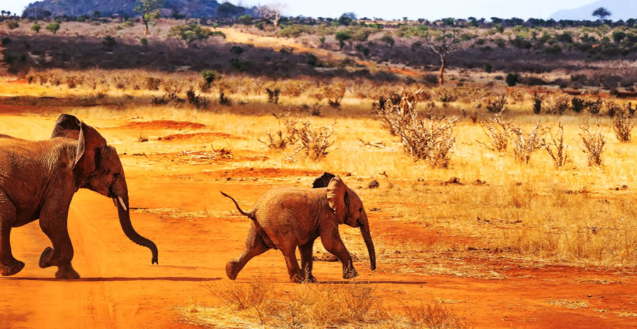 2 jours à Tsavo East et Salt Lick_3