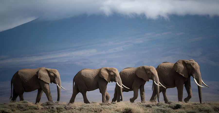 Safari 2 Jours Amboseli depuis Nairobi_1
