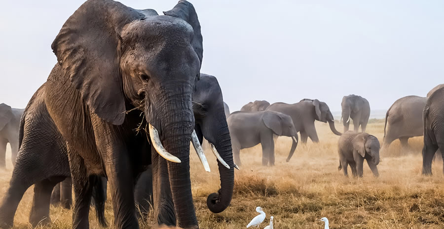 Safari 2 Jours Amboseli depuis Nairobi_2