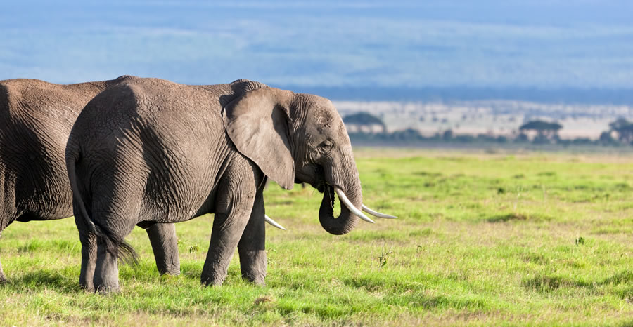 Safari 2 Jours Amboseli depuis Nairobi_3