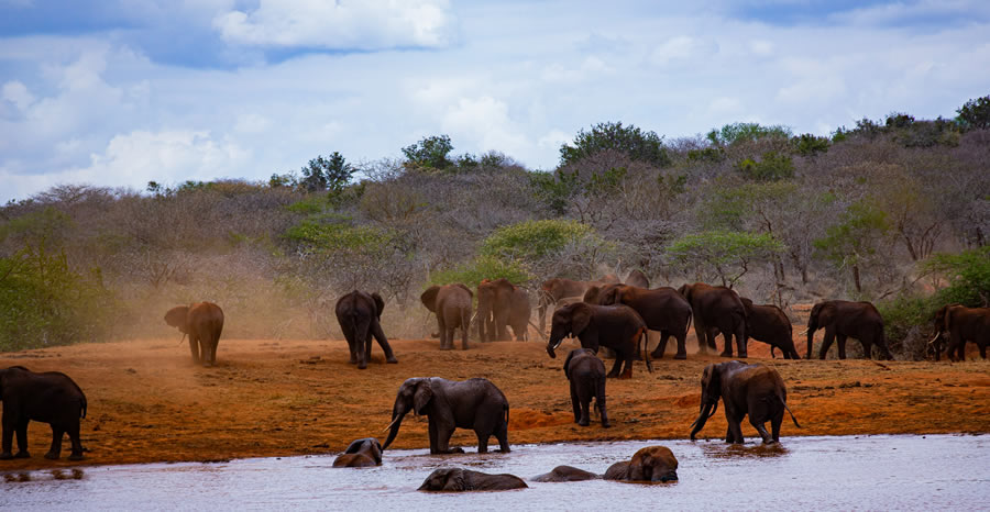 Safari 2 Jours Tsavo Est _ Tsavo Ouest depuis Mombasa 1