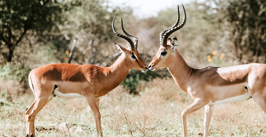 Safari 5 Jours Tsavo Est, Tsavo Ouest, Amboseli & Taita Hills depuis Mombasa_1