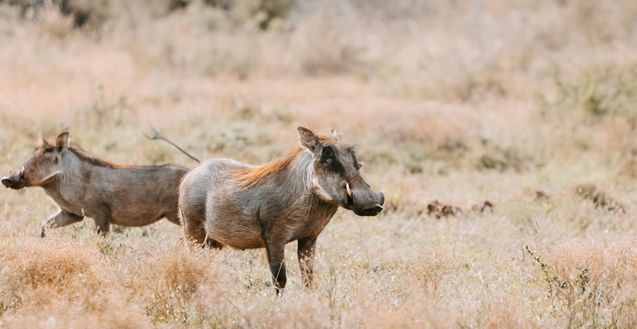 Safari 5 Jours Tsavo Est, Tsavo Ouest, Amboseli & Taita Hills depuis Mombasa_2