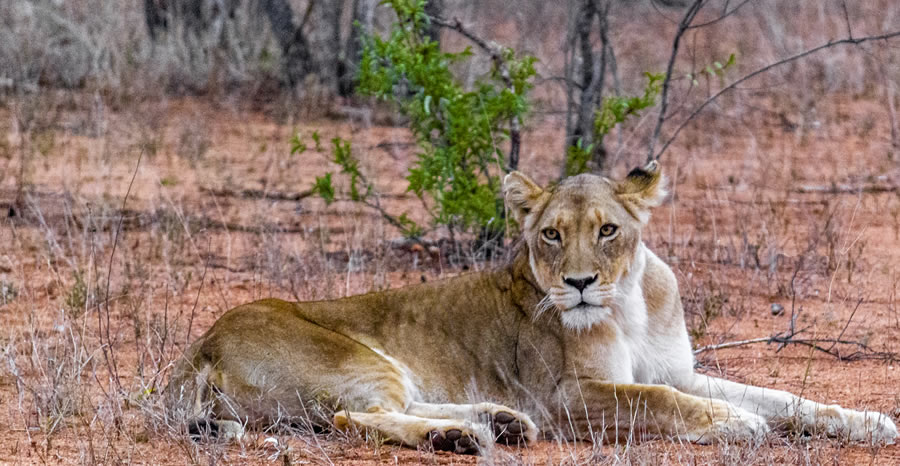 Safari 6 Jours Samburu3