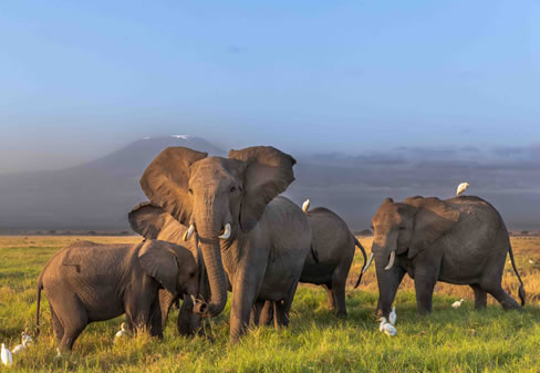 Safari Amboseli & Masai Mara – 5 jours